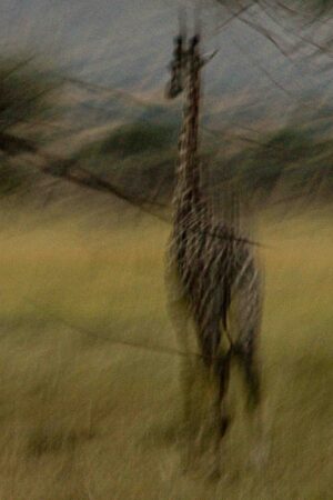 Giraffe no. 097