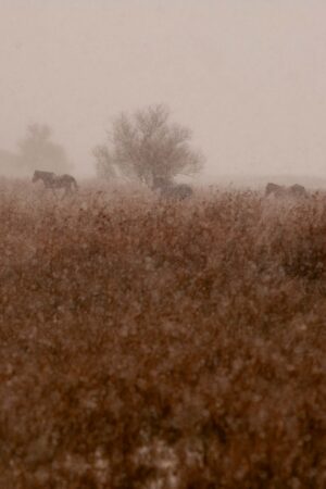 Horses in Letea
