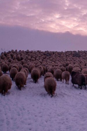 Sheep at sunrise