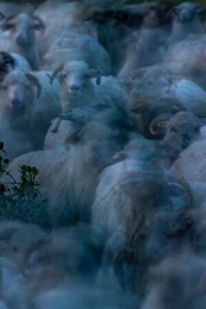 Sheep with thistles