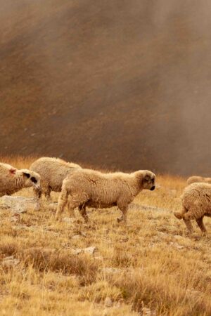 Yayla