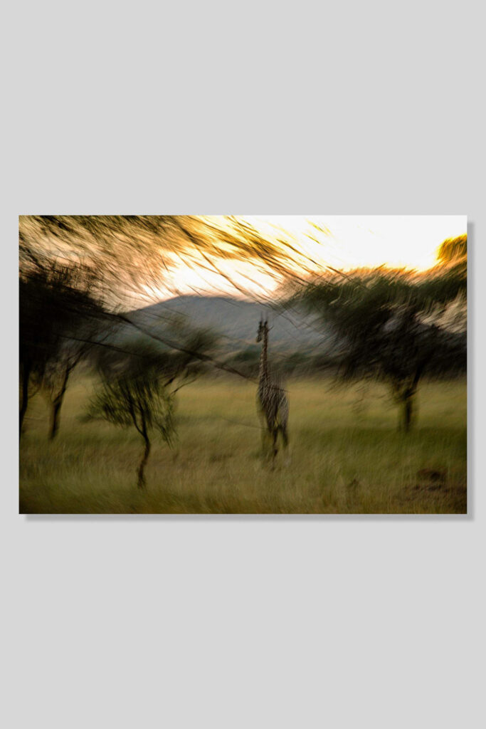 Giraffe no. 097