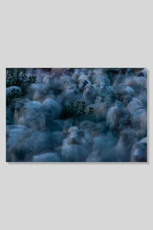 Sheep with thistles