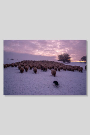 Sheep at sunrise